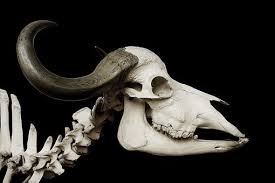 3 000 Skull Pictures Images Hd Pixabay Tons of awesome hd skull wallpapers 1080p to download for free. https creativecommons org licenses publicdomain