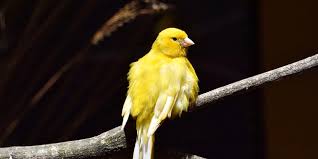 Le Diamant Mandarin Qui Est Il Comment Elever Cet Oiseau A La Maison