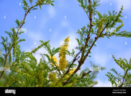 Image result for Faidherbia albida