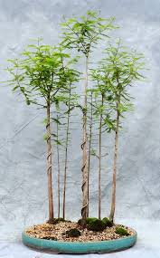 It can live up to 600 years old. Bald Cypress Forest Planting Bonsai South