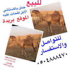 حراج السلوم ar twitter حراج السلوم للبيع جمل باكستاني الابل السعودية بريدة الاحساء حائل الزلفي المجمعة الخرج وادي الدواسر تبوك