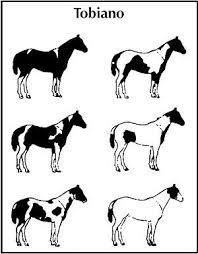 All Things Equine Horses Horse Color Chart American