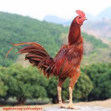 Rooster In Thailand Binatang Ayam Binatang Buas