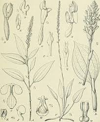 Image result for Hetaeria heterosepala