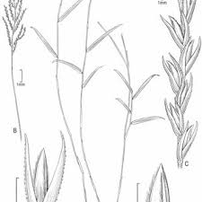 Image result for Brachychloa schiemanniana