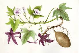 Check spelling or type a new query. Gallery Botanical Drawings Hawaiian Plants Plant Illustration