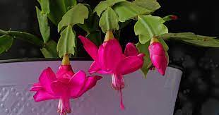 The desert types have interesting. Understanding Hair Like Roots On Christmas Cactus Gardener S Path