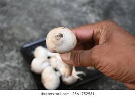 Image result for Orthosiphon schimperi