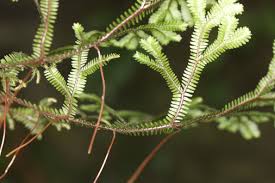 Image result for Selaginella eublepharis