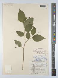 Image result for Erythrococca