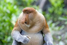 Mammals are members of the animal class mammalia. Free Download Animals That Live In The Rainforest 7jpg Animal Pictures 620x414 For Your Desktop Mobile Tablet Explore 49 Live Animals Wallpaper Free Animal Wallpaper Free Animal Photos And
