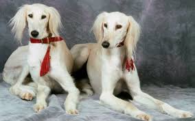 The 10 Most Ancient Dog Breeds Hubpages Saluki Dogs Ancient Dog Breeds Ancient Dogs