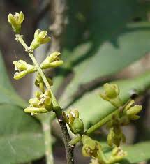 Image result for Vepris macedoi