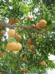 Shall we go through them together? Grapefruit Diseases And Pests Description Uses Propagation