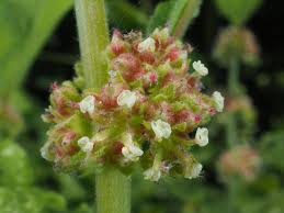 Image result for Parietaria