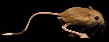 Evolution of Kangaroo-Like Jerboas Sheds Light on Limb Development