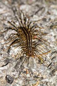 How To Get Rid Of Centipedes Centipede Natural Bug Repellent Insect Spray