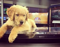 The golden retriever puppies bred at alpha are raised in a clean and healthy atmosphere. Photo Little Rock S Kark Adds Golden Retriever Puppy To Morning Show Team