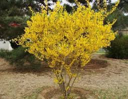 For me, blooming forsythia bushes is one of the first real signs of spring. Forsythia Deciduous Shrub Cutting Taylor Whitehead Hort 202