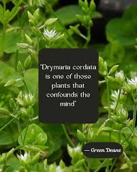 Image result for Drymaria