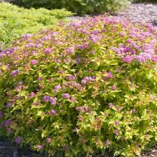 We did not find results for: Magic Carpet Spirea Naturehills Com