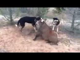 Kopeklerin Yakaladigi Yaban Domuzu Wild Boar Hunting Youtube