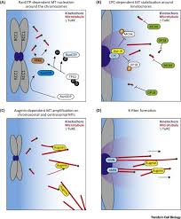 In these cells, microtubules are nucleated from discrete sites in the cytoplasm. Acentrosomal Microtubule Assembly In Mitosis The Where When And How Trends In Cell Biology