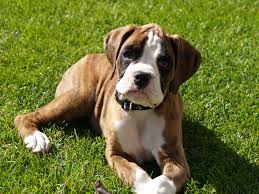 Boxer rescue ontario is a nonprofit charity organization of volunteers dedicated to placing abandoned, injured or lost boxers in loving homes. Boxer Pups Quotes Quotesgram