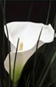 Obituary for Lloyd Swigart