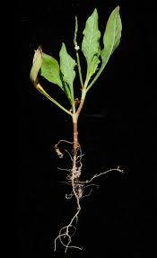 Image result for Oxygonum