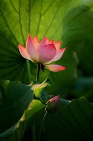 just as a sweet scented and beautiful lotus can grow from a pile of discarded waste the radiance of lotus flower pictures flower pictures white lotus flower