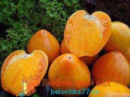 лучшие сорта томатов для теплиц из поликарбоната в беларуси Oranzhevye Tomaty Sorta Ih Kachestvennye Harakteristiki I Preimushestva Selo Sad