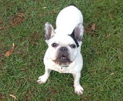 Personality, temperament, energy, comfort with kids and other animals, medical needs and more. Best French Bulldog Rescues In Colorado 2021 We Love Doodles