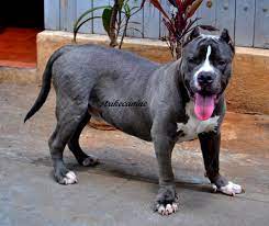 We almost always have blue pitbull puppies for sale, or blue pitbulls for sale, as we have breedings all different times of the year. American Pitbull Puppies Price In India Pet S Gallery