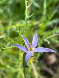 Image result for Wahlenbergia paludicola