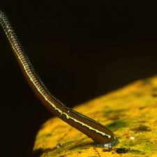 Image result for Dolichopentas