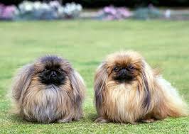 The long haired chihuahua is not any different to their short haired relatives. Meet 13 Flat Faced Dog Breeds