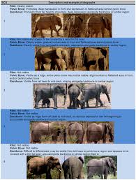 Body Condition Scoring Index For Female African Elephants