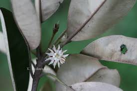 Image result for Manilkara kauki