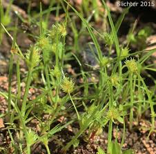 Image result for Cyperus squarrosus