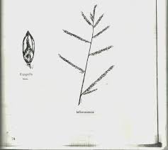 Image result for Urochloa arrecta