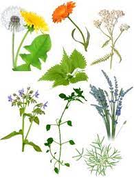 These flowers are so yummy to rabbits, that many homeowners struggle to find ways of keeping wild rabbits away from them. Safe Foods Suitable For Rabbits Which Fruit And Vegetables Are Safe For Rabbits What Fruit And Veg Can I Feed M Rabbit Eating Meat Rabbits Raising Rabbits