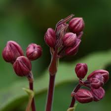 The plant is an aggressive grower. Clematis Armandii Apple Blossom Friedrich M Westphal Clematiskulturen