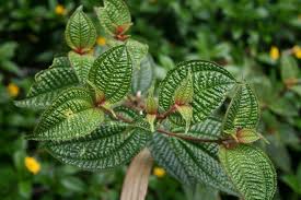 Image result for Cincinnobotrys