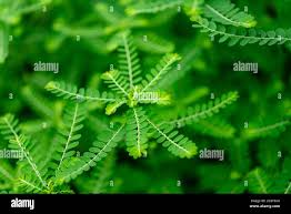Image result for Phyllanthus ovalifolius