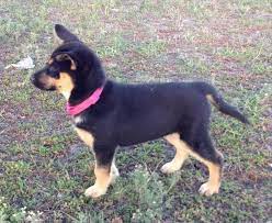 With their muscular build and stamina, the rottweiler lends their traits to the rottsky to create a dog with a wonderful working ethic and durability. Pin By Lisa Gregory On Cute Cute Cats And Dogs Rottweiler Husky Mix Big Puppies