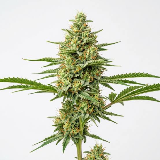 Island Sweet Skunk Strain (Sweet Pink Grapefruit × Skunk #1 ...