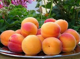 apricot from malatya turkey fruit fresh fruit nutrition recipes