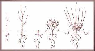 Evergreens and some trees also grow well from cuttings. How To Grow Your Own Rootstocks Growing Fruit Trees Grafting Fruit Trees Grafting Plants