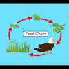 All of the interconnected and overlapping food chains in an ecosystem make up a food web. 1